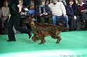 Crufts2011 706